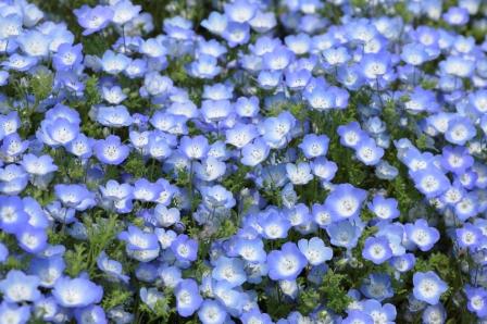 Baby Blue-Eyes  Nemophila Menziesil